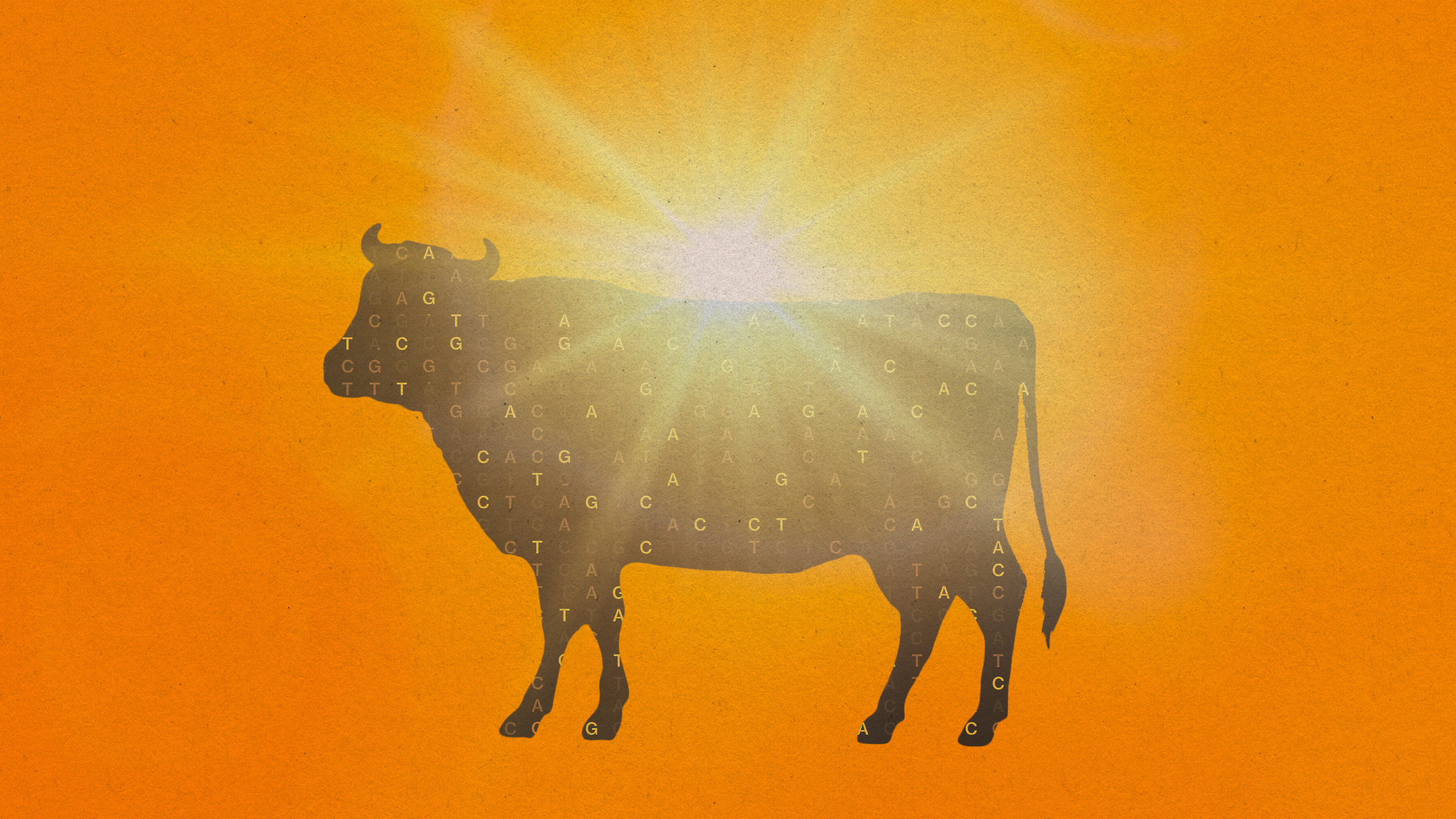 silhouette of a cow with letters C,T,G,A floating inside in brilliant orange light