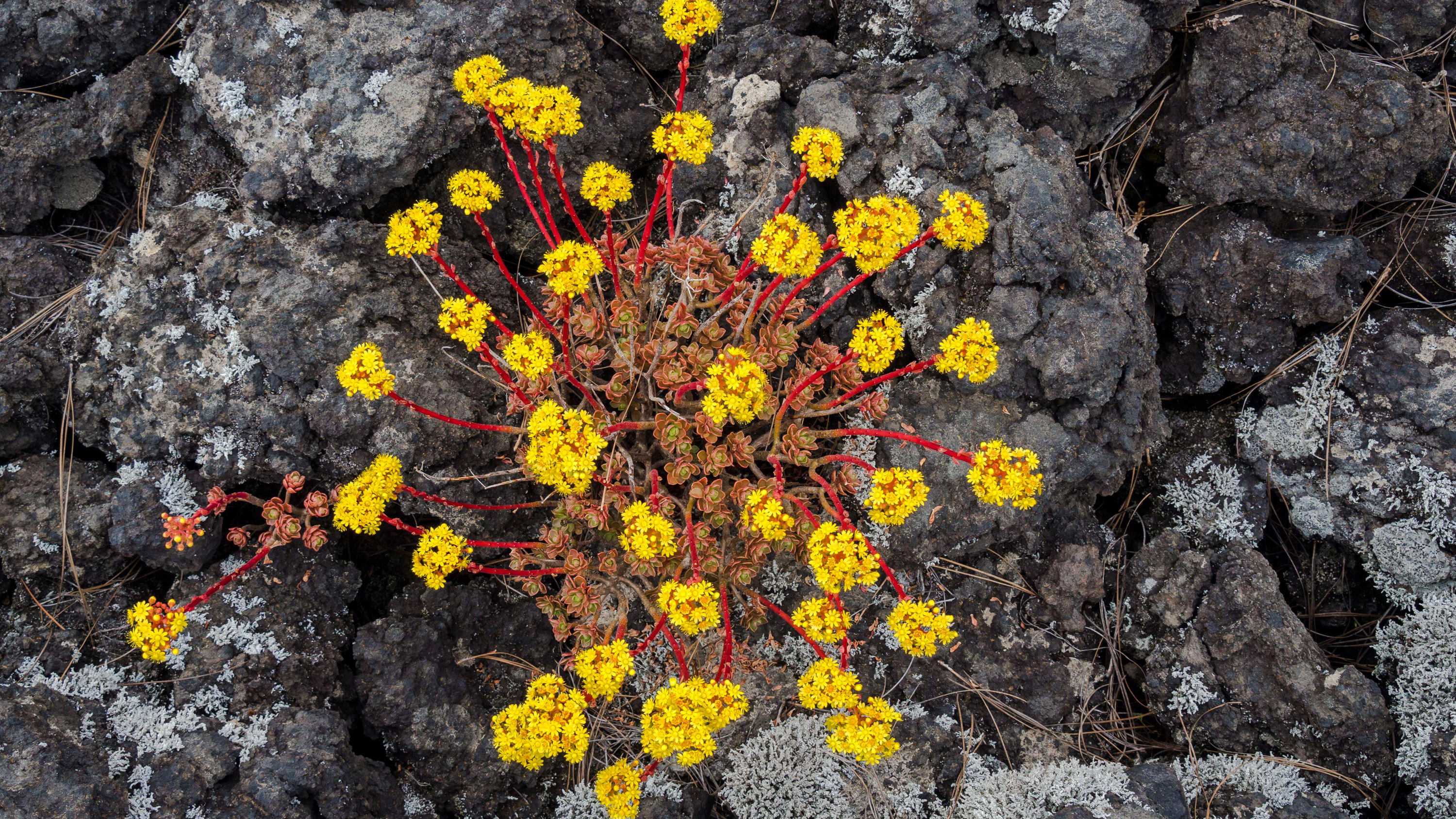 A plant with yellow flowers