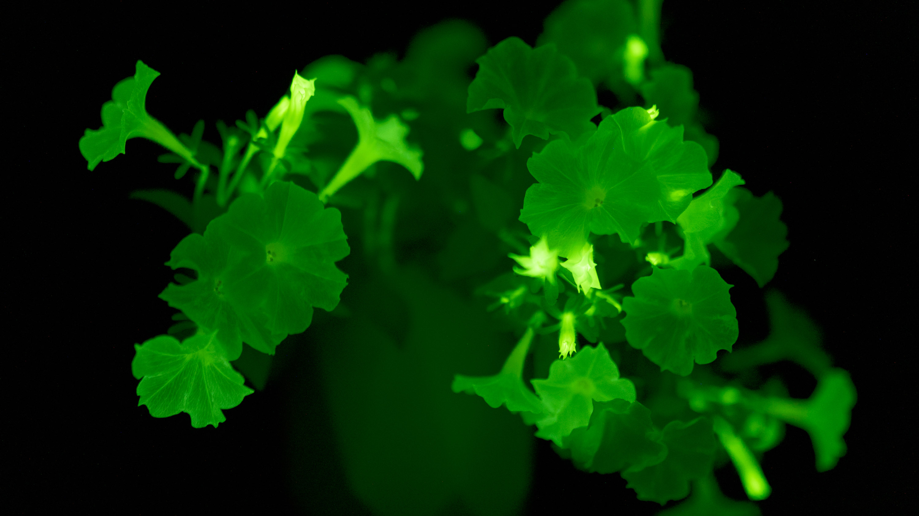 GMO petunias glow in the dark