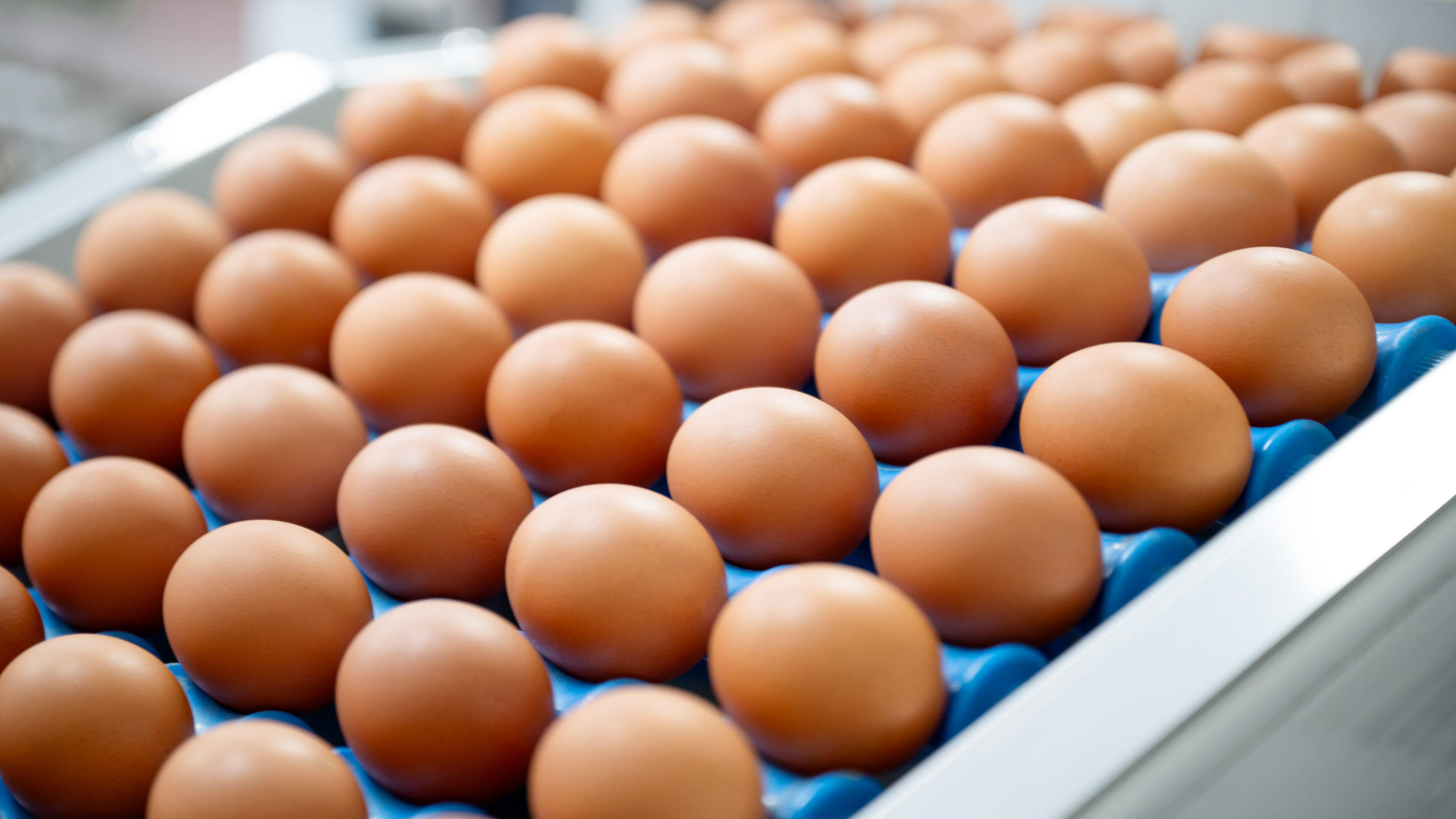 Fresh eggs on a conveyor belt