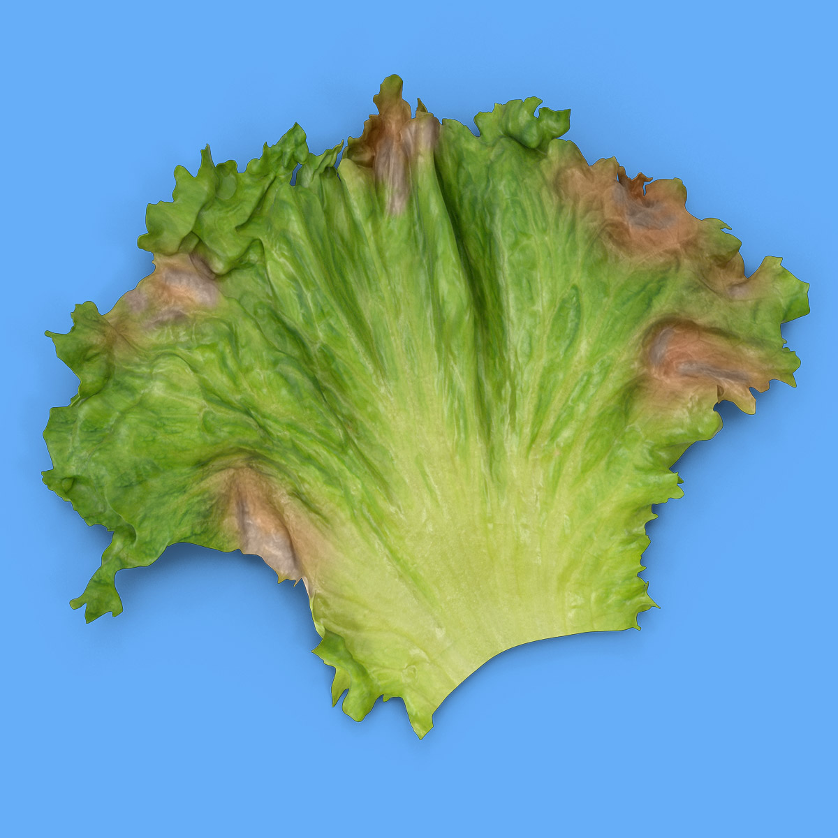 a blighted brown leaf of lettuce